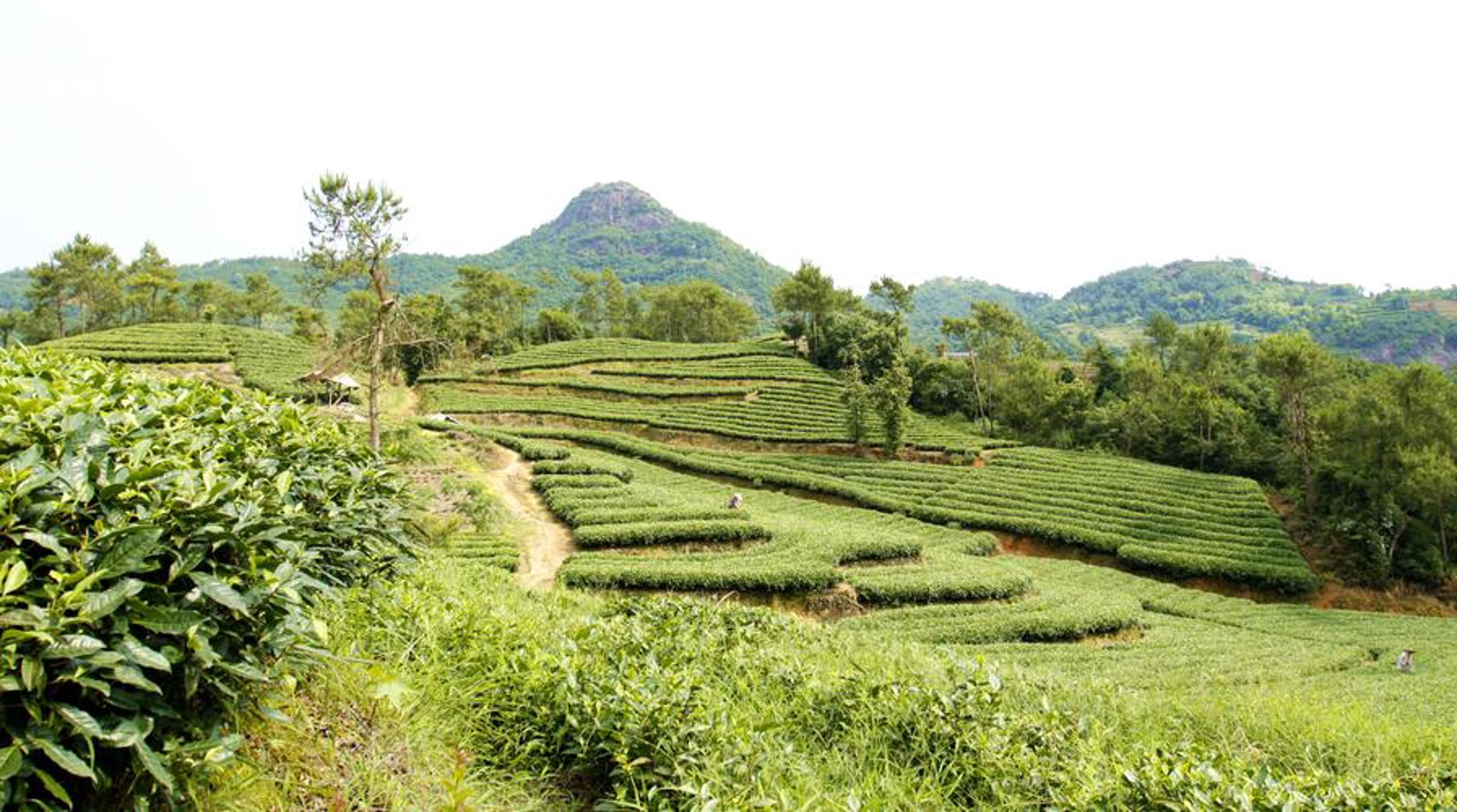 茗风阁茶业